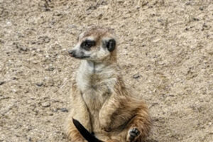 Tierschutzverein Hamm und Umgebung im Deutschen Tierschutzbund e. V. – Hamm