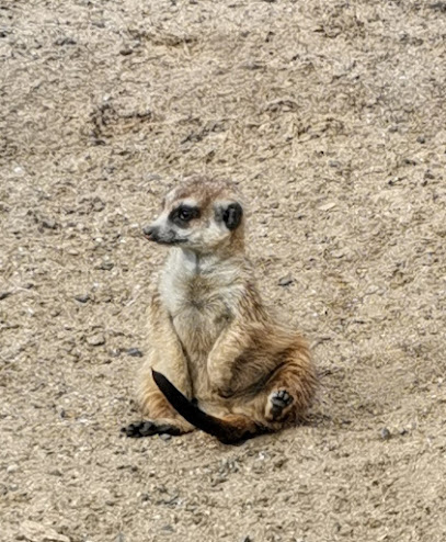 AF1QipOhp RV5UIcjBznVilf8uZmO e7smzC OWojd1Tw408 h494 k no