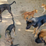Der Hundekindergarten – Neißeaue