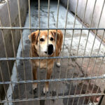 Tierschutzverein Wiesloch u. Umgebung e.V. – Walldorf