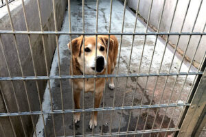 Tierschutzverein Wiesloch u. Umgebung e.V. – Walldorf