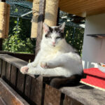 Bund gegen den Mißbrauch der Tiere e.V. – Göttingen