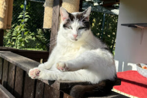 Bund gegen den Mißbrauch der Tiere e.V. – Göttingen