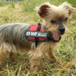 Tierfreunde2000Düsseldorf e.V. – Düsseldorf