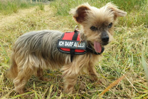 Tierfreunde2000Düsseldorf e.V. – Düsseldorf