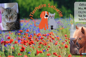 Tierheim Satuelle - Haldensleben 10 Tierheim Satuelle – Haldensleben