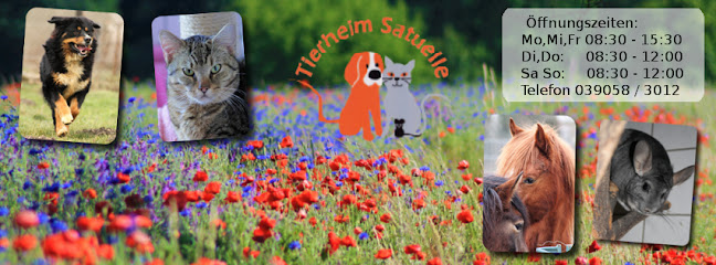 Tierheim Satuelle - Haldensleben 1 AF1QipPVPKZrafhQVcfzttTS1em6y6leWvz3t1iy4nScw648 h240 k no