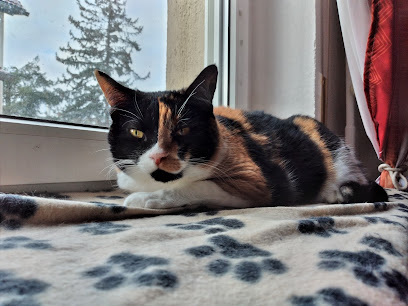 Katzenhilfe Samtpfoetchen e.V. - Recklinghausen 1 AF1QipPVYWfGqtpBobsFN3Zbc5Dv1dNLRayLlSTf5F3bw408 h306 k no