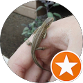 Lukdorf Reptilien