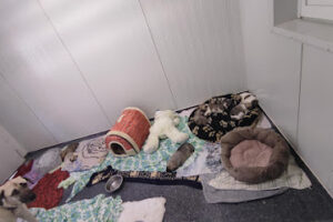 Tierschutzverein Schwandorf e.V – Schwandorf