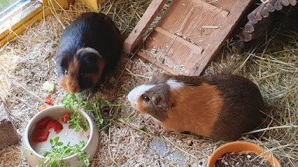 Tierheim am Wald - Hildburghausen 1 AF1QipMDfPrwY4C548kaFcJMnYalqcsFxm83 HwsFWAPw426 h240 k no