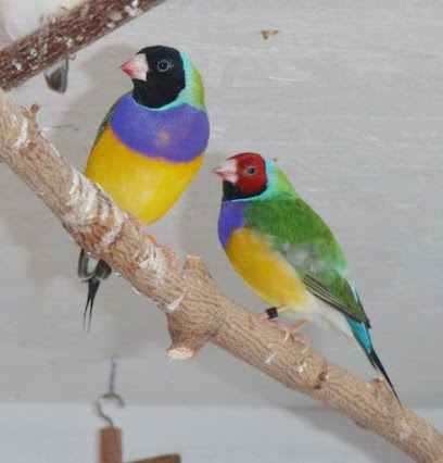 Hobby-Vogelzucht und Gnadenhof für Papageien - Weilerswist 1 AF1QipMdofzvbFiYIAiEHCe6iqdzO793X3ck ddgcobAw408 h426 k no