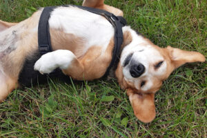 Team Pro Animal e.V. – Mönchengladbach