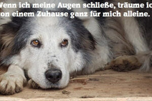 Deutschland sagt Nein zum Tiermorden e. V. – Köln