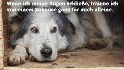 Deutschland sagt Nein zum Tiermorden e. V. - Köln 1 AF1QipNnS4mXE8BzeT0LFy89GHxmhVYQOlnY52T4nCEnw426 h240 k no