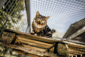 Tierschutzverein Traunstein - Surberg 15 Tierschutzverein Traunstein – Surberg