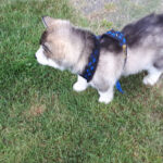 Auffangstation das Nordlicht für Notfelle e.V. – Hohenlockstedt