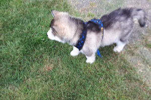 Auffangstation das Nordlicht für Notfelle e.V. – Hohenlockstedt