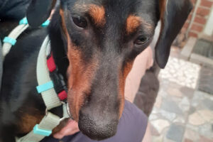 Bergedorfer Tierhilfe e.V. – Hamburg