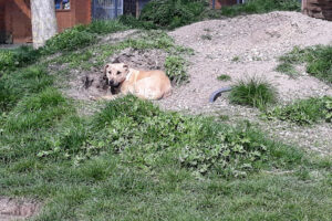 Tierheim Lindern – Sulingen