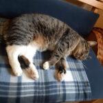 TIERSCHUTZLIGA Stiftung Tier und Natur – Neuhausen/Spree