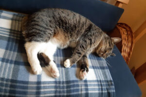 TIERSCHUTZLIGA Stiftung Tier und Natur – Neuhausen/Spree