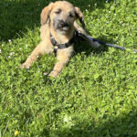 Hundeleute Tierschutz e.V. – Limburg an der Lahn