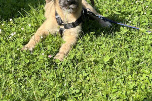 Hundeleute Tierschutz e.V. – Limburg an der Lahn