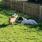 Tierschutzverein Buchholz – Buchholz in der Nordheide