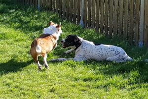 Tierschutzverein Buchholz – Buchholz in der Nordheide