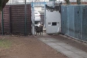 Tierheim der Landeshauptstadt Magdeburg – Magdeburg