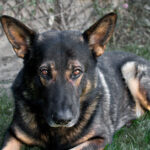 Tierheim Neumünster – Neumünster