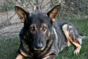 Tierheim Neumünster – Neumünster