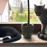 Tierheim und Tierschutzbund Ulm/Neu-Ulm u. Umgebung e.V. – Ulm