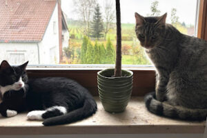 Tierheim und Tierschutzbund Ulm/Neu-Ulm u. Umgebung e.V. – Ulm