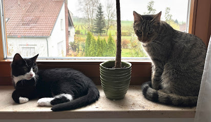 Tierheim und Tierschutzbund Ulm/Neu-Ulm u. Umgebung e.V. - Ulm 1 AF1QipOJbbU5p1lFgVuNfHTOn37Oa6o FKQ lz6wK0bBw412 h240 k no