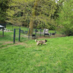 SOS Vergessene Pfoten Tierschutz e.V. – Hagen