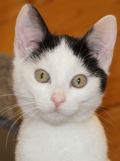 Tierheim Melle - Melle 1 AF1QipOOpjw q7ugljpparrfnW3TZOZ72wj6gPZPO 0dw408 h547 k no