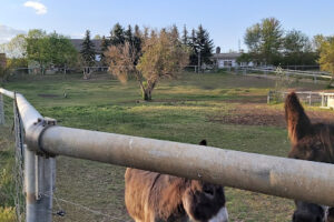 Tierheim & Reithof Tierzentrum Sömmerda – Sömmerda