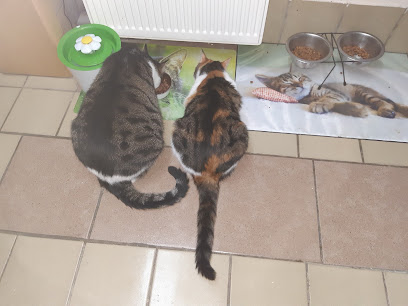 Tierschutzverein Reichenbach e.V. Tierheim Limbach - Limbach 1 AF1QipP1QUyjiAzzNWdXnHuAnWn1TVLvi0BPqWYg5kBJw408 h306 k no