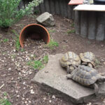 Tierschutzverein Oberhausen e.V. – Oberhausen