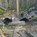 Tiernothilfe Nord e.V. – Soltau