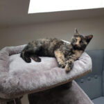 Tierschutzverein Ilmenau und Umgebung e.V. – Ilmenau