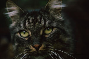 Tierschutzverein Rosenheim e.V. – Kolbermoor