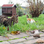 Tierschutzverein Dresden e.V. Menschen für Tierrechte – Dresden