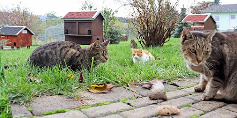 Tierschutzverein Dresden e.V. Menschen für Tierrechte - Dresden 1 AF1QipPNUM5Zs8MhqFhHuWay2gZ7889d5UspiWsfP3qcw480 h240 k no
