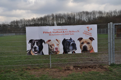 Tierschutzverein Pitbull, Stafford & Co. e.V. - Köln 1 AF1QipPUGLhCEdLJopvO QWkxEnZaHFgRmhwq4Qbr2SCw408 h270 k no