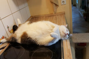 Hilfe für Katzen in Not e.V. – Würzburg