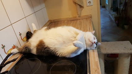 Hilfe für Katzen in Not e.V. - Würzburg 1 AF1QipPa3SzjqpAV0iCvLegXl 9CD HvmpjClMzYA2n0w426 h240 k no