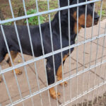 Tierschutzverein für Wiesbaden und Umgebung e. V. – Wiesbaden